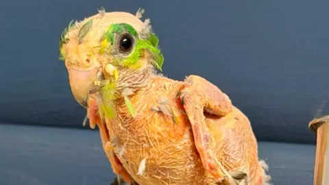 A image of a parrot who is losing his feathers 