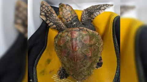 Blue Reef Aquarium Sea turtle