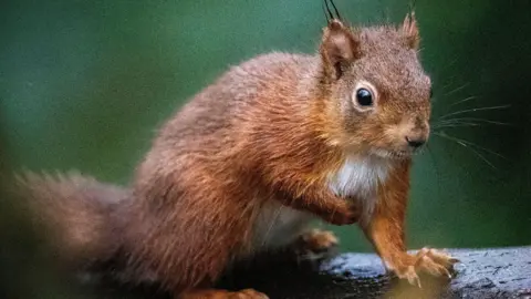 Red Squirrel on a branch on National Trust property in County Down, Northern Ireland