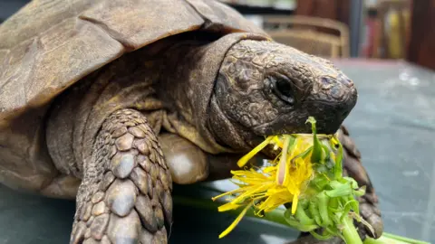 John Lakey A small tortoise chewing on a dandelion.