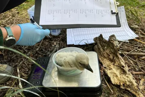 Cotswold Wildlife Park A conservation officer weighs a newly hatched stork chick on scales.