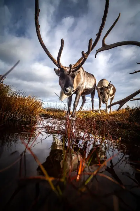 Glen Braithwaite Two reindeer look at the camera, they reflected in a pool of water