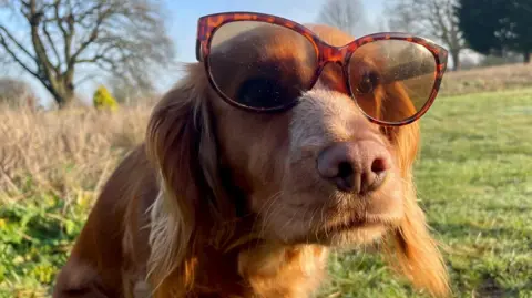 Julie Kemp A close-up of a reddish golden retriever dog with dark glasses perching on its nose. It is sitting in a field with trees and blue sky behind.