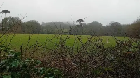 A field, bounded by brambles, with grass growing and trees at the far side of the field.