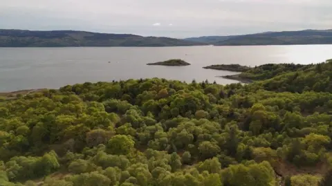 A native mixed-species tree canopy in the foreground with a sea loch beyond.