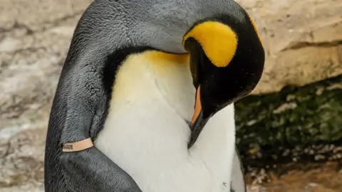 Cotswold House Photography A Penguin looking down with a tag on its arm. He is called Magnus and lives at the Birdland Park and Gardens in Bourton-on-the-Water in Gloucestershire.