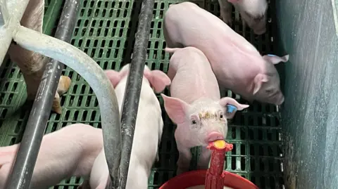 Four piglets are in a pen on a farm, one is looking at the camera as it drinks from equipment