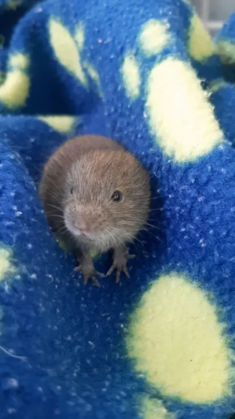 A small Jersey bank vole sat on a blue blanket.