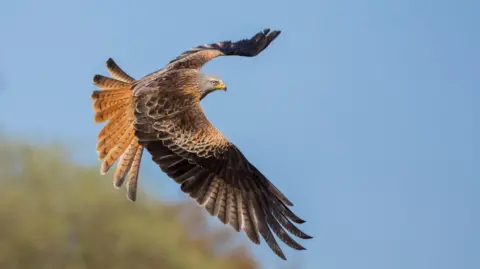 A photo of a bird of prey flying through the sky with its wings open. The bird is flying towards the right of the camera. The sky is blue.