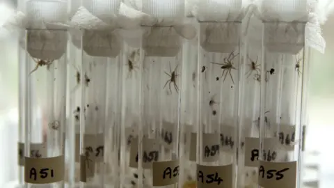 Chester Zoo About 15 test tubes can be seen in rows of five, each containing tiny spiders. There are letters and numbers on the test tubes, eg A51, A54 and A55.