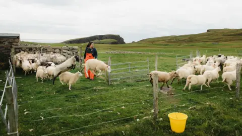 Promote Shetland/Jonathon Bulter A woman wearing bright orange overalls works with sheep in a pen in a field.