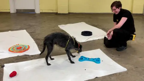 A black dog eating treats out of a blue bone-shaped dog bowl, standing on a white towel. A member of the Dogs Trust staff in Salisbury kneels beside him, smiling. Other towels and treats are laid out on the concrete floor.