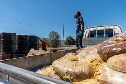Fritz Pinnow Workers Store a shipping of ram bouquet obtained from a slaughterhouse