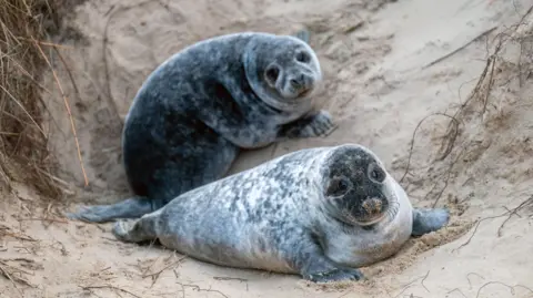 PA Media Two grey seals on a sandy dune on a Norfolk beach. They are both turned facing towards the camera.