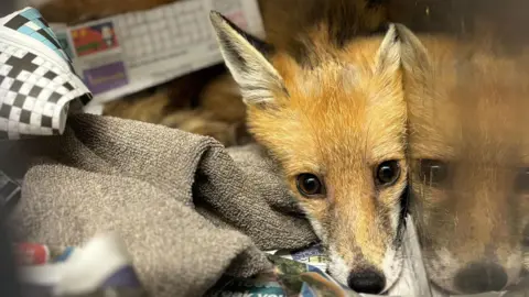 BBC Fox cuddled up inside a cage