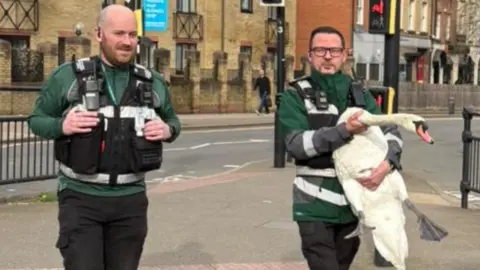 Peterborough City Council Two enforcement officers is a green and black uniform crossing the road with one of them holding a white swan in his hands.