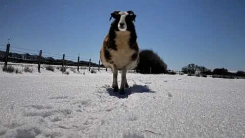 The sheep is standing in a field covered in snow. Stars are shining brightly in the night sky. The scene is lit up by moonlight.