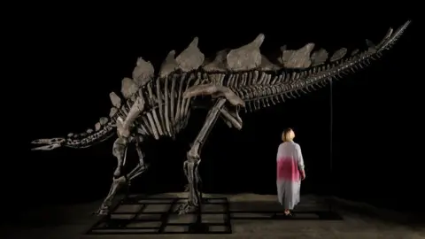 Matthew Sherman Stegosaurus reassembled