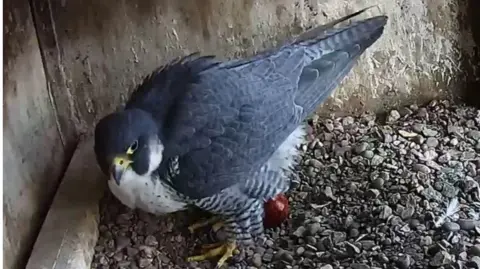 Grey and white hawk standing above an egg on gravel in a still from an online webcam