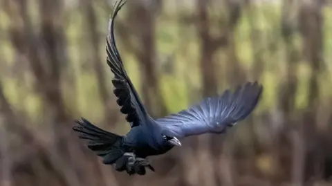 A bird with shiny, black feathers and a large, fanned out tail soars through the air with its wings spread