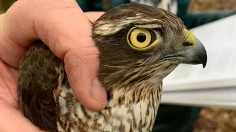 Leah Smith A close-up image of someone holding a sparrow hawk with bright yellow eyes.