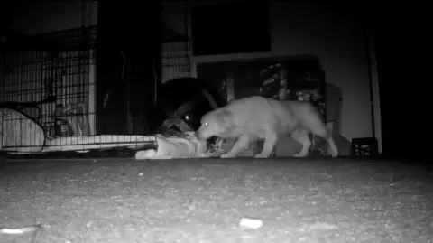 Gail Bennie A night time view of Seth creeping to nearby a cage.