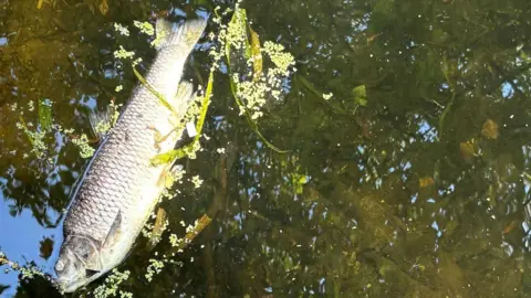 DEAD FISH/