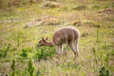 Royal Zoological Society of Scotland (RZSS) Baby vicuna or cria nibbling at something in a field full of grass and wild plants. 