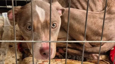 RSPCA Nova, a brindle-coloured puppy with the appearance of a bull breed, lies in a filthy metal crate containing faeces and a soiled blanket