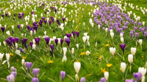 University of Leicester A view of crocuses blooming in a grassy field.