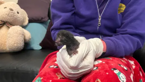 A tiny kitten is cradled by a volunteer wearing gloves.