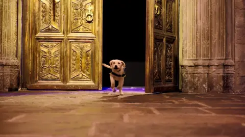 Warner Bros Studio/Guide Dogs Labrador guide dog runs into the set for the Great Hall in Harry Potter