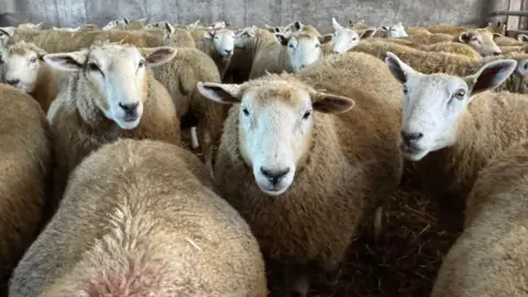 A large flock of sheep are standing close to each other. Many are looking at the camera. They are in a pen.