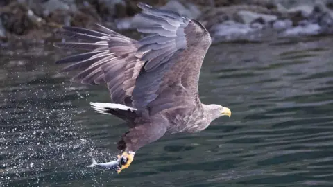 PAUL SHAW A white tailed sea eagle flying above the water. The water is a green-blue colour. The eagle is brown with its wings extended. It has a yellow beak and feet. It has a plume of white feathers at the back. It is carrying a small silver fish in its talons. 