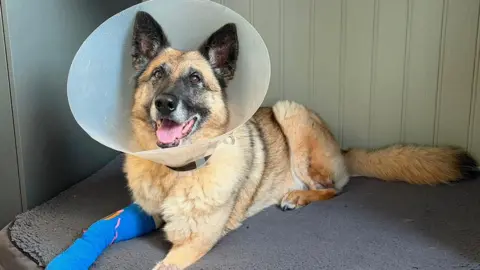 Polly, a large German shepherd-Belgian malinois cross dog, sat on a cussion with a blue cast on her paw and a large plastic cone on her head.