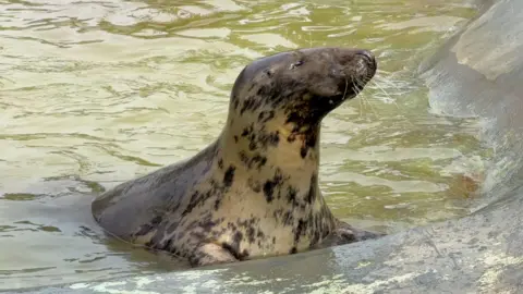 Grey seal in pool basking in the sunlight, face upwards, eyes shut and smiling. She is covered in dark spots.