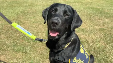 A shiny black dog looks at the camera with its pink tongue poking out. Behind it is a green grass field, and it wears a navy vest that says 'Buddy'.