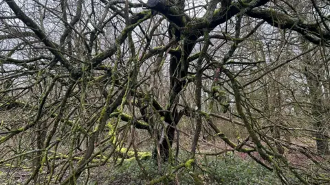 Handout A gnarly tree with branches that flow far from the trunk and low to the ground. The tree sits in a woodland and is covered in moss.