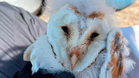 A barn owl chick being held