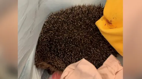 Dawn's New Horizon A prickly hedgehog at the bottom of a white charity donation bag, with pink and yellow clothing items around it.