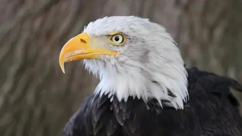 Herrings Green Activity Farm A close up of a bald eagle with a bright white head. It has a large, hooked yellow beak.
