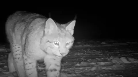 A trail camera image of one of the four lynx captured in the Cairngorms National Park. The image is black and white.