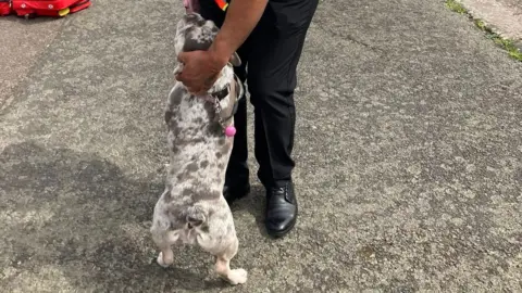 LFRS Dog being petted by fire officer
