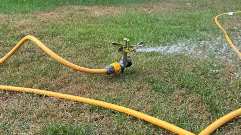 A sprinkler with water coming out of it attached to a long yellow pipe on a lawn in summer.