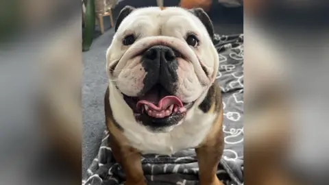 A big white British Bulldog. It is sat on a grey rug and is looking directly at the camera. 