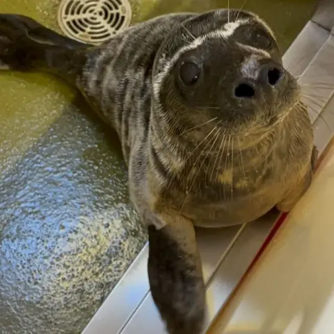 RSPCA A grey seal pup looks at the camera.