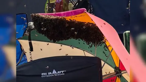 Clive Branch The image shows a large swarm of bees on the underside of a colourful umbrella. Camping chairs can also be seen underneath and around it.