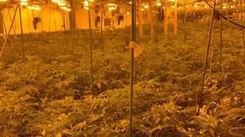 Humberside Police Police evidence picture showing rows of cannabis plants under artificial lights