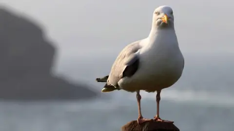 A herring gull in Eyemouth looks into the camera while standing on a pillar in front of a blurred coastal scene