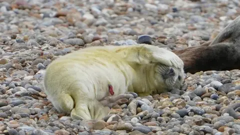 Stuart Howells/BBC Se muestra una cría de foca con espeso pelaje blanco recostada en una playa de guijarros con las aletas delanteras cubriendo su cabeza. La cola de una foca más antigua se muestra a la derecha de la imagen.